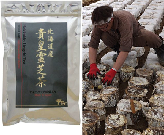 北海道貴皇霊芝茶2top